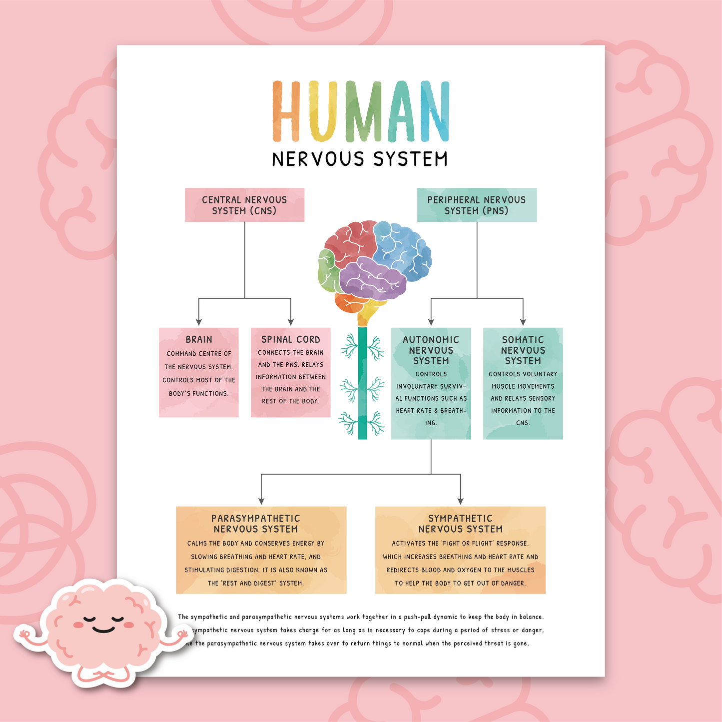 Human Nervous System Poster