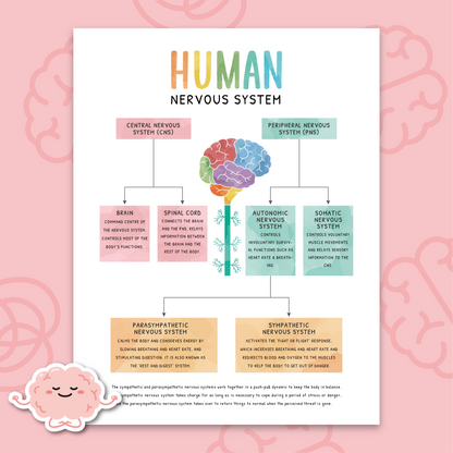 Human Nervous System Poster