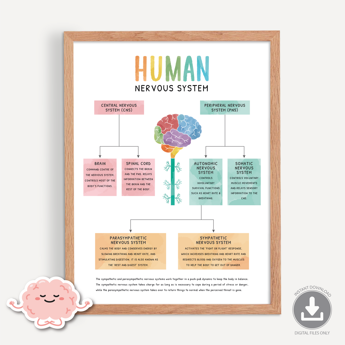 Human Nervous System Poster