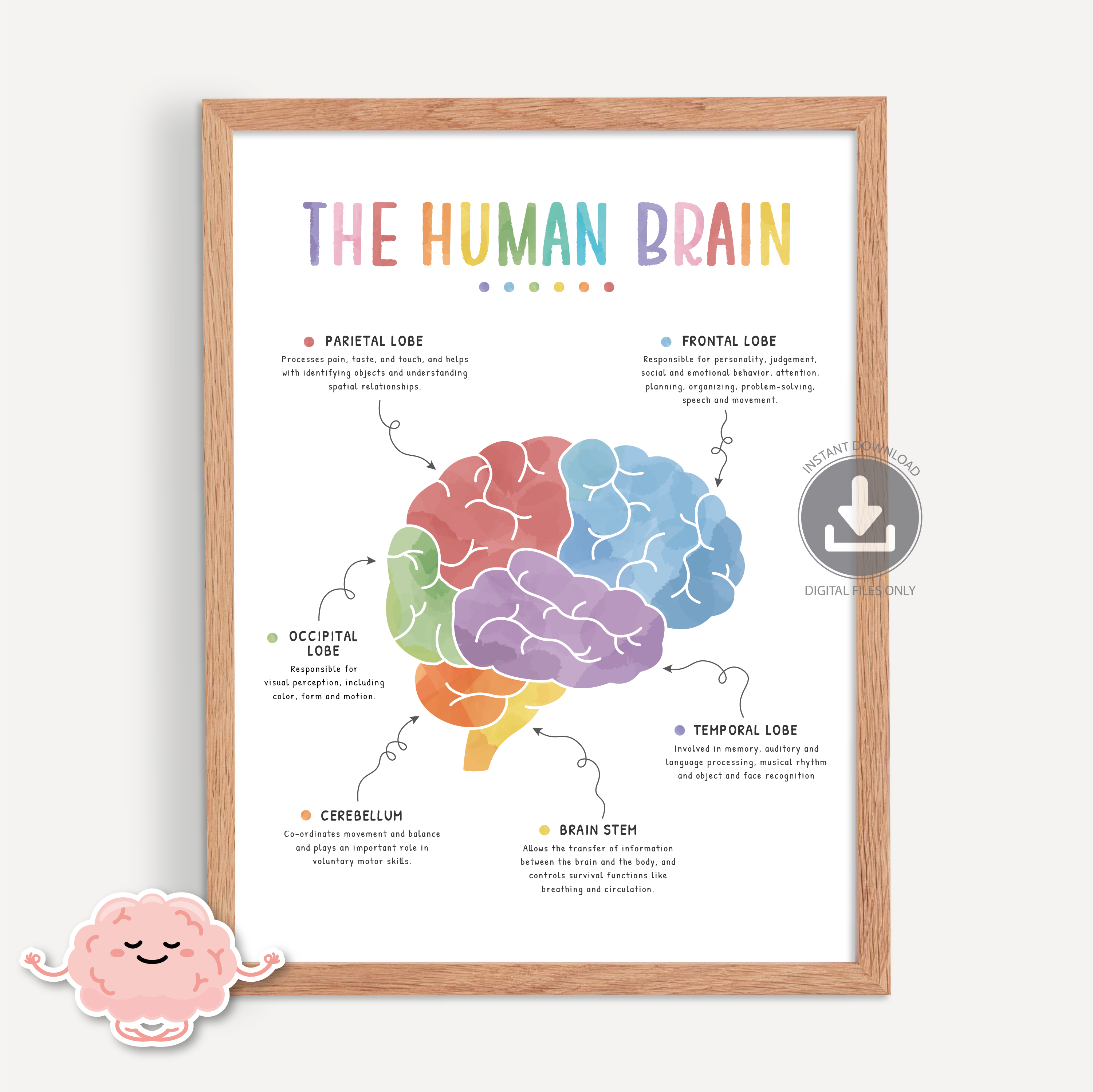 The Human Brain Poster - A Visual Guide to Brain Lobe Functions – Build ...