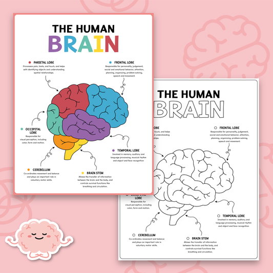 Human Brain Coloring Activity